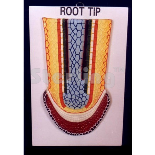 ROOT TIP OF FERN