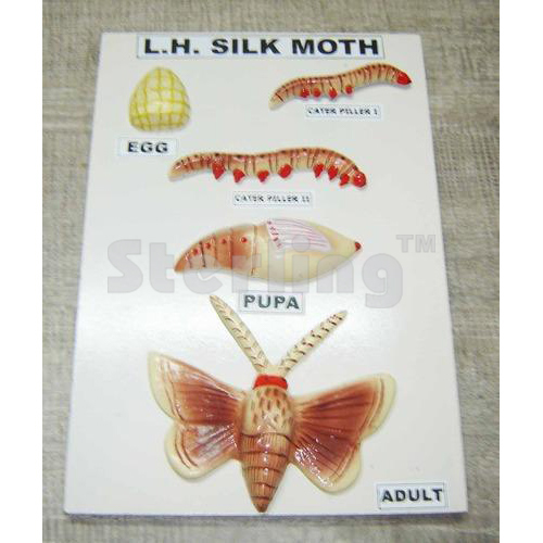 SILK MOTH LIFE HISTORY