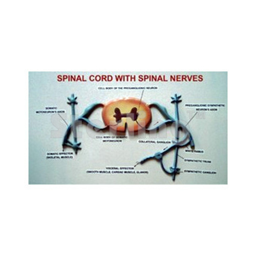 SPINAL CORD ON BOARD