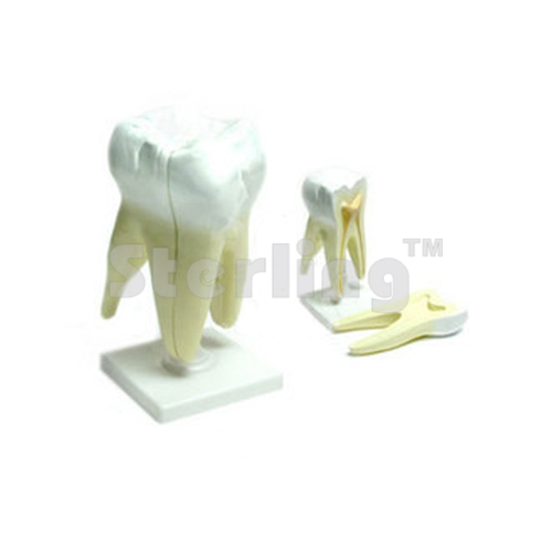 TOOTH