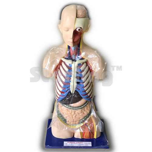 TORSO LIFE SIFE
