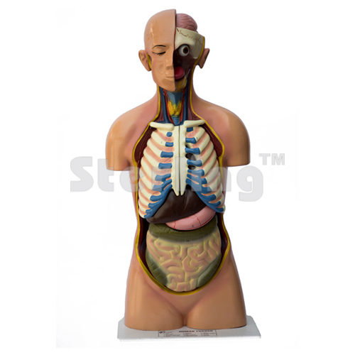 TORSO LIFE SIZE WITH HEAD