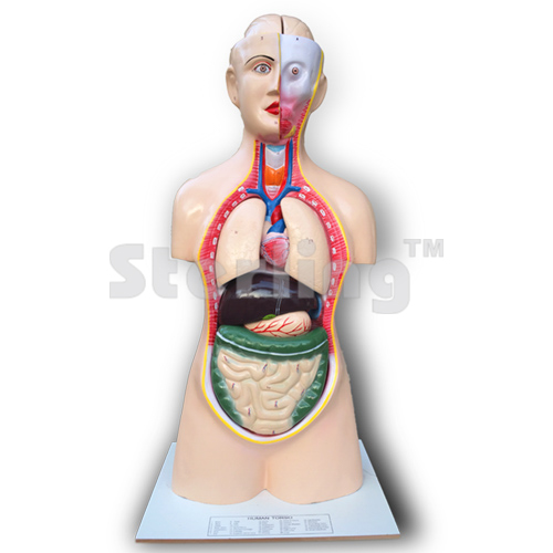 TORSO LIFE SIZE WITH HEAD ECONOMY MODEL