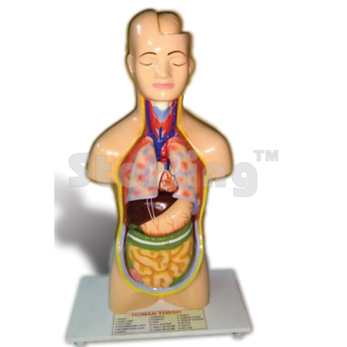 TORSO SMALL SIZE