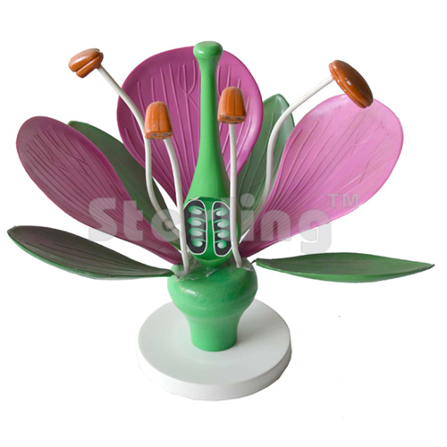 TYPICAL FLOWER 3D