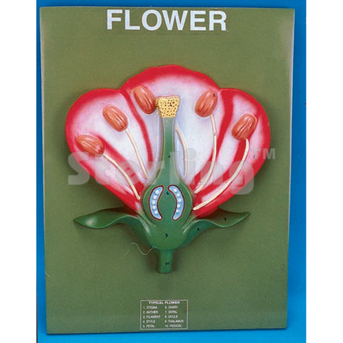 TYPICAL FLOWER L.S
