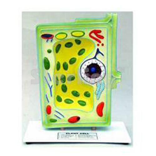 TYPICAL PLANT CELL